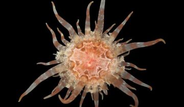 Scientists Just Discovered 70 New Species and Some Are Truly Wild