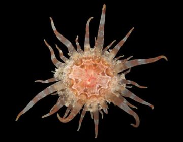 Scientists Just Discovered 70 New Species and Some Are Truly Wild