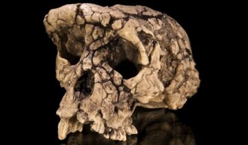 A 7 Million-Year-Old Fossil Could Rewrite Human History