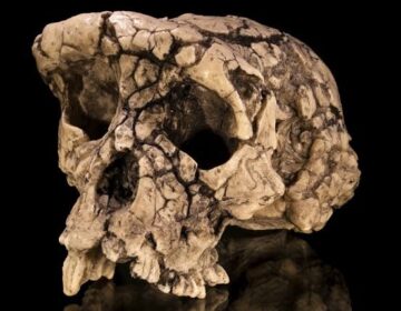 A 7 Million-Year-Old Fossil Could Rewrite Human History