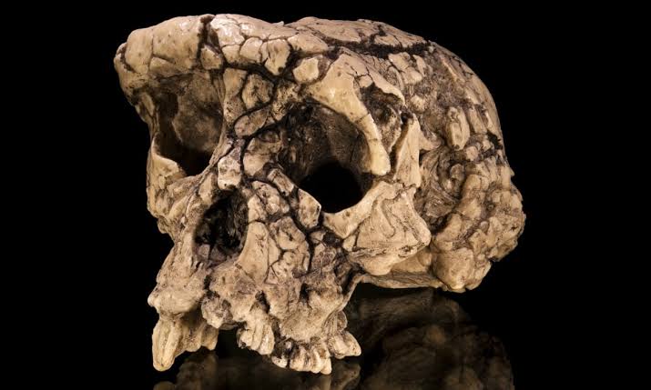 A 7 Million-Year-Old Fossil Could Rewrite Human History