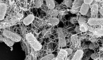 Scientists Discover Natural Protein That Traps and Kills Harmful Bacteria