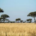 Africa’s Forests Are No Longer Absorbing Carbon, Scientists Warn