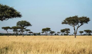 Africa’s Forests Are No Longer Absorbing Carbon, Scientists Warn