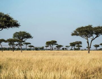 Africa’s Forests Are No Longer Absorbing Carbon, Scientists Warn
