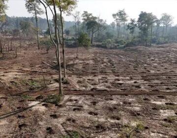 State minister claims reduction in Islamabad’s allergy cases amid criticism over widespread tree felling