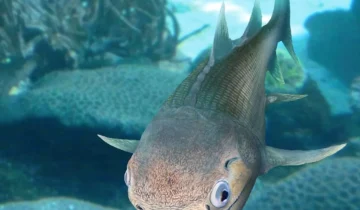 400-Million-Year-Old Fish Fossils Rewrite the Story of Life on Land