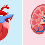How Chronic Kidney Disease Quietly Poisons the Heart