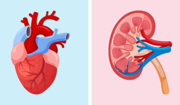 How Chronic Kidney Disease Quietly Poisons the Heart