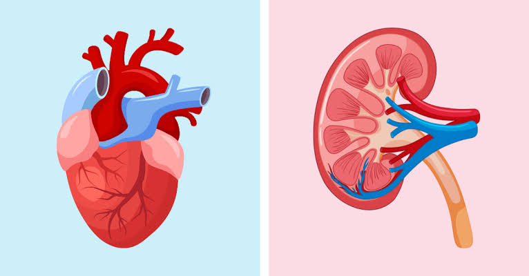 How Chronic Kidney Disease Quietly Poisons the Heart
