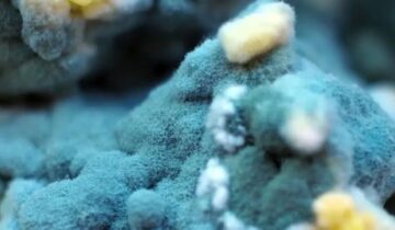 A Simple Blood Protein Could Transform Treatment of a Deadly Fungal Disease