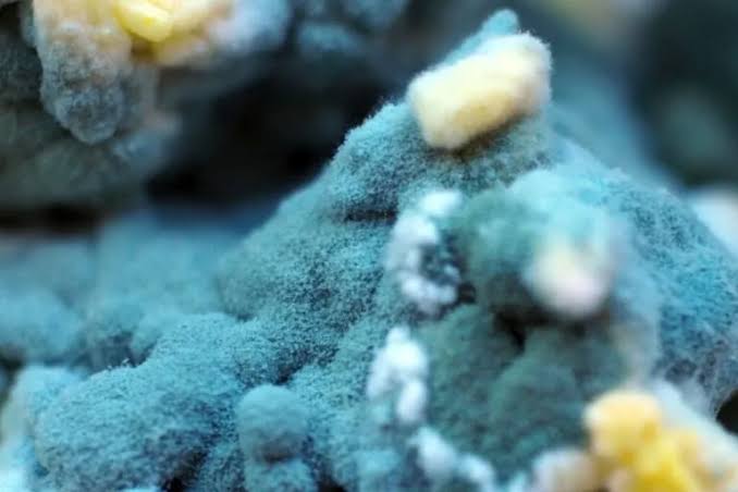 A Simple Blood Protein Could Transform Treatment of a Deadly Fungal Disease