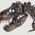 New Research Rewrites the Life History of the World’s Most Famous Dinosaur