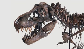 New Research Rewrites the Life History of the World’s Most Famous Dinosaur