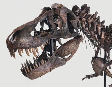 New Research Rewrites the Life History of the World’s Most Famous Dinosaur