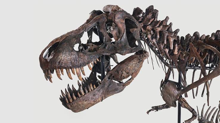 New Research Rewrites the Life History of the World’s Most Famous Dinosaur