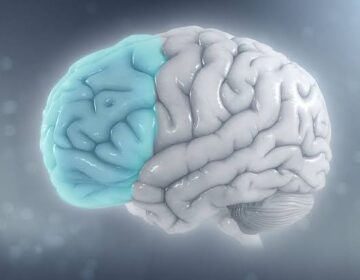 Scientists Discover a Hidden Mechanism That Controls the Brain’s Chemical Signals