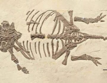 Scientists Finally Solve the 20-Year Mystery of Strange Tiny Dinosaur Fossils