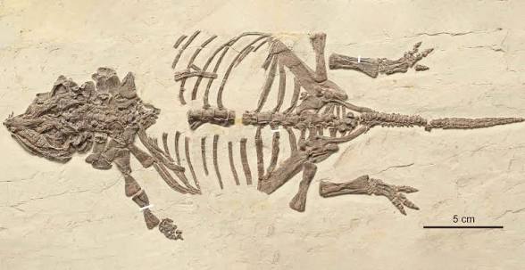 Scientists Finally Solve the 20-Year Mystery of Strange Tiny Dinosaur Fossils