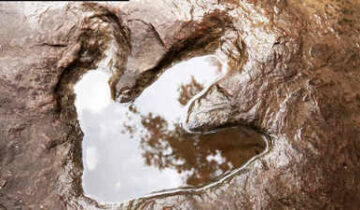 Scientists Discover 132-Million-Year-Old Dinosaur Tracks on South Africa’s Coast