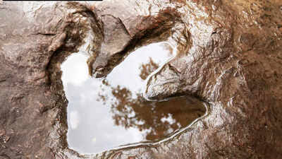 Scientists Discover 132-Million-Year-Old Dinosaur Tracks on South Africa’s Coast