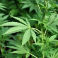 US reclassifies certain marijuana products as a less-dangerous drug