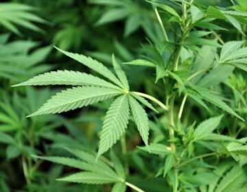 US reclassifies certain marijuana products as a less-dangerous drug