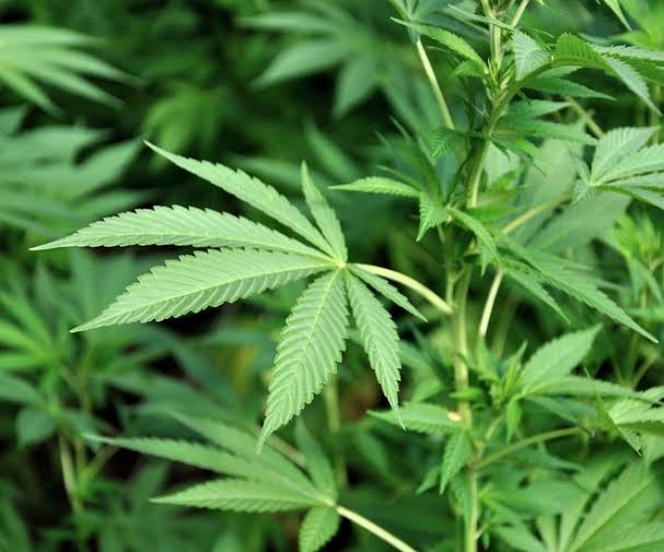 US reclassifies certain marijuana products as a less-dangerous drug