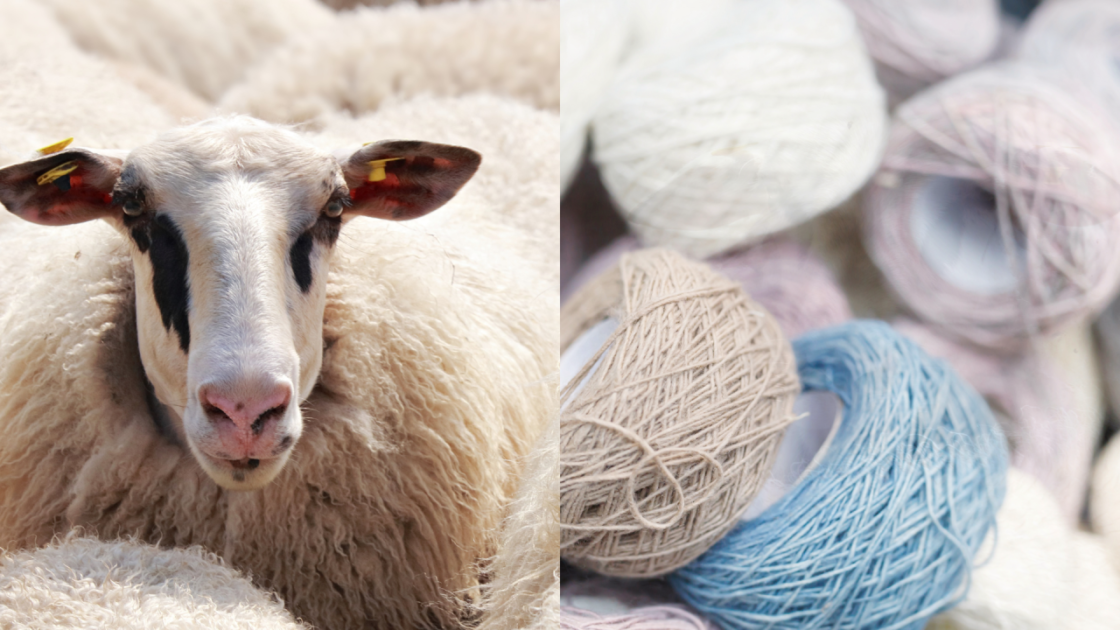 Scientists Turn Wool Into Bone-Healing Material in Medical Breakthrough