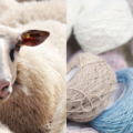 Scientists Turn Wool Into Bone-Healing Material in Medical Breakthrough