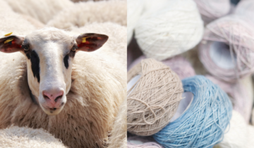 Scientists Turn Wool Into Bone-Healing Material in Medical Breakthrough