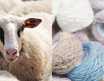 Scientists Turn Wool Into Bone-Healing Material in Medical Breakthrough