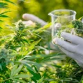 This Common Plant Could Be an Unexpected New Source of Protein