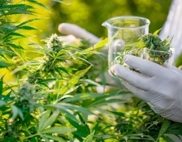 This Common Plant Could Be an Unexpected New Source of Protein