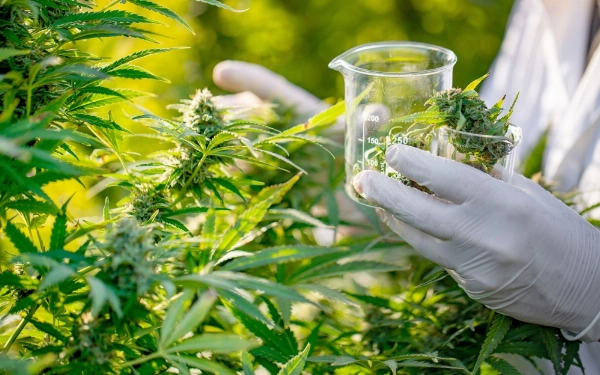 This Common Plant Could Be an Unexpected New Source of Protein