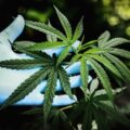 Marijuana Use May Raise Lung Cancer Risk, Researchers Warn