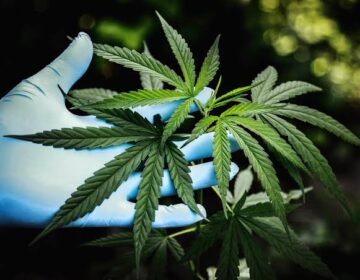 Marijuana Use May Raise Lung Cancer Risk, Researchers Warn