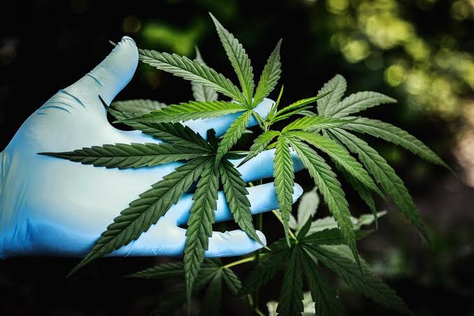 Marijuana Use May Raise Lung Cancer Risk, Researchers Warn