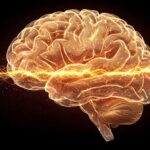 Scientists Uncover the Earliest Brain Changes That May Predict Alzheimer’s Decades Before Symptoms